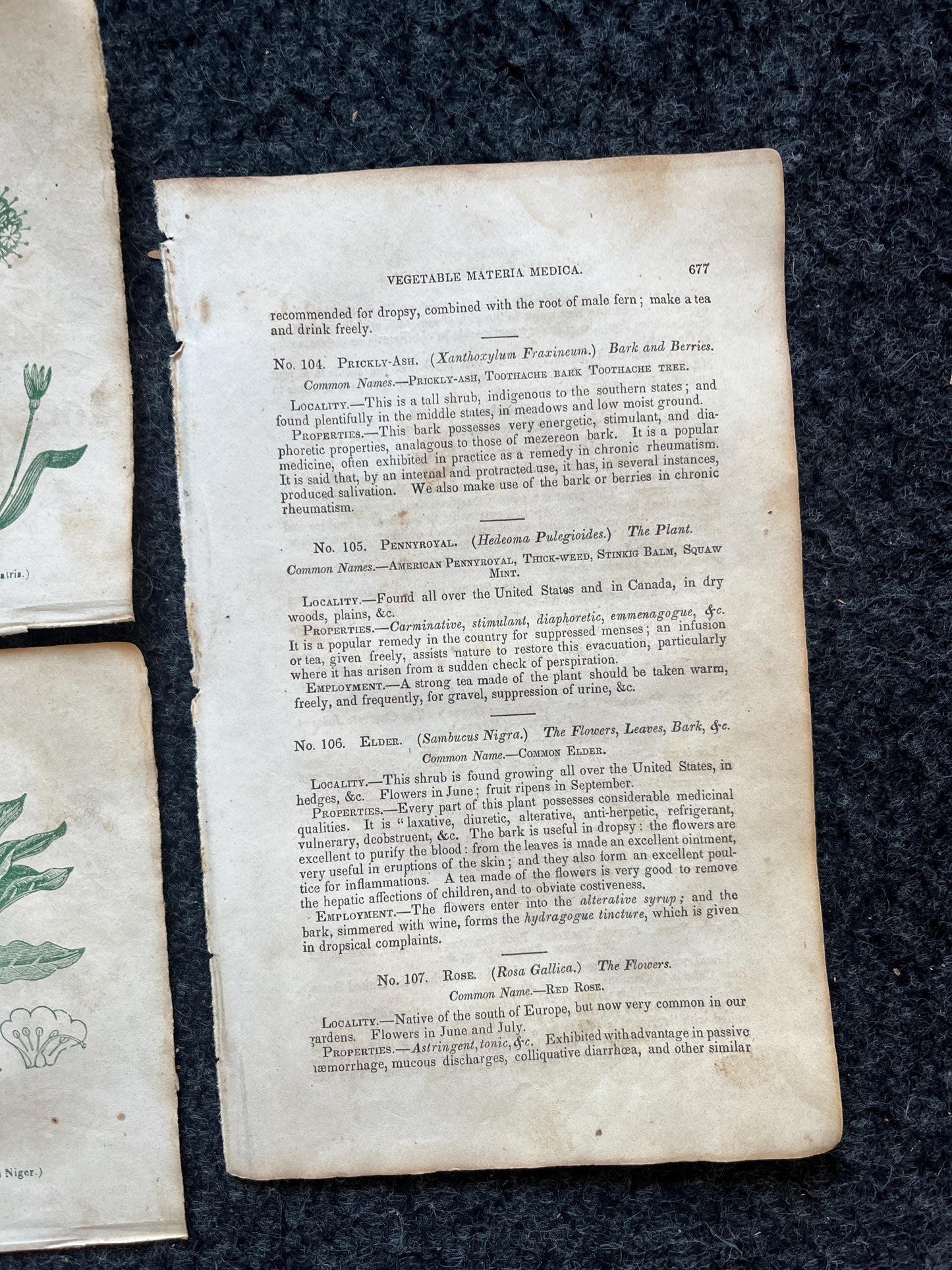 Original 1895 Botany Victorian Era Horticultural Gardening Pages, Plant Wall Decor, Gift for Her, Feminist Witch Gifts, Alternative Medicine