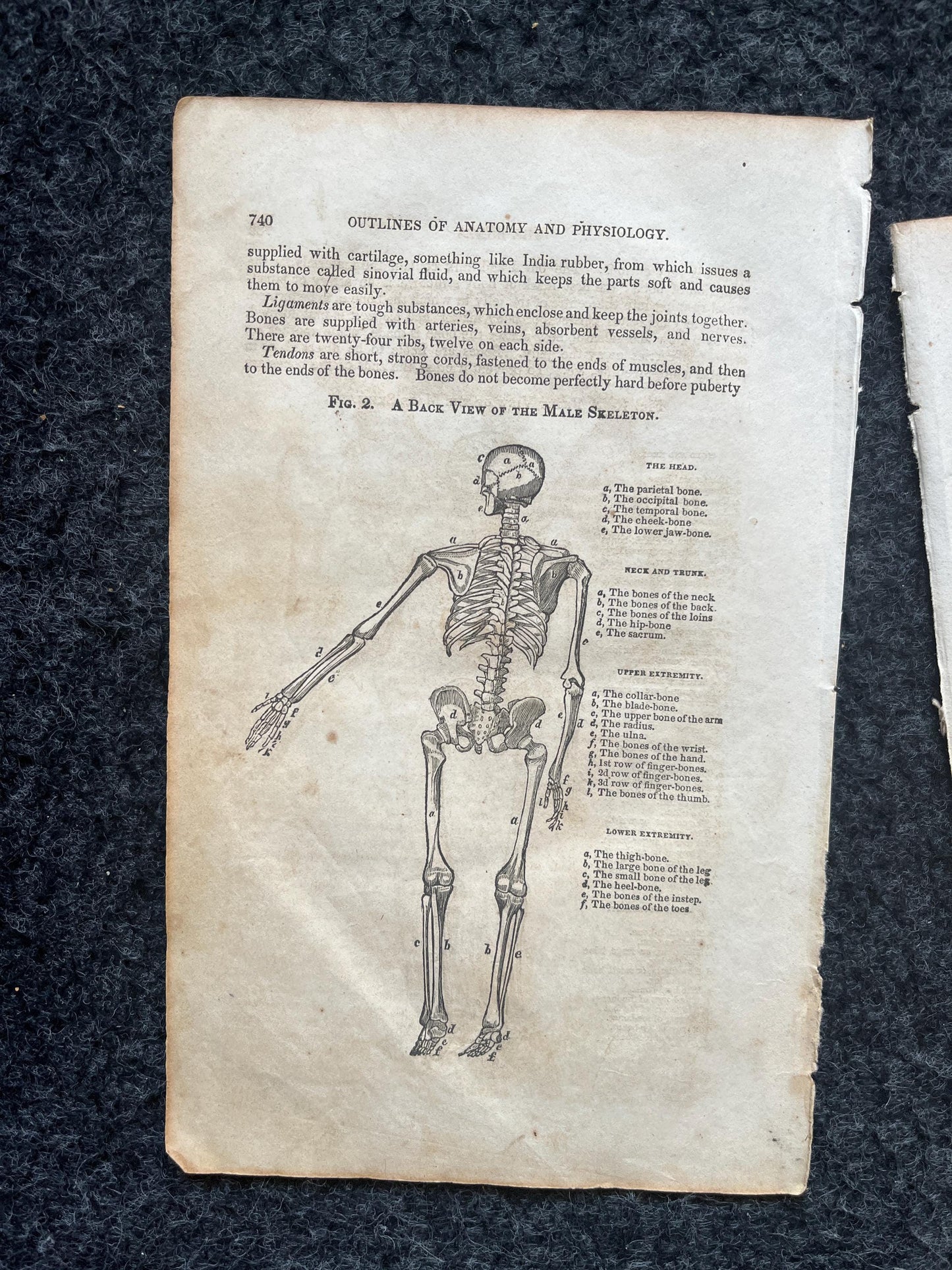 Original 1848 Anatomy Pages of the Human Body, Anatomy Physiology Gifts, Teachers Aid Biology, Morbid Gifts, Witch Decor Gifts, Human Body