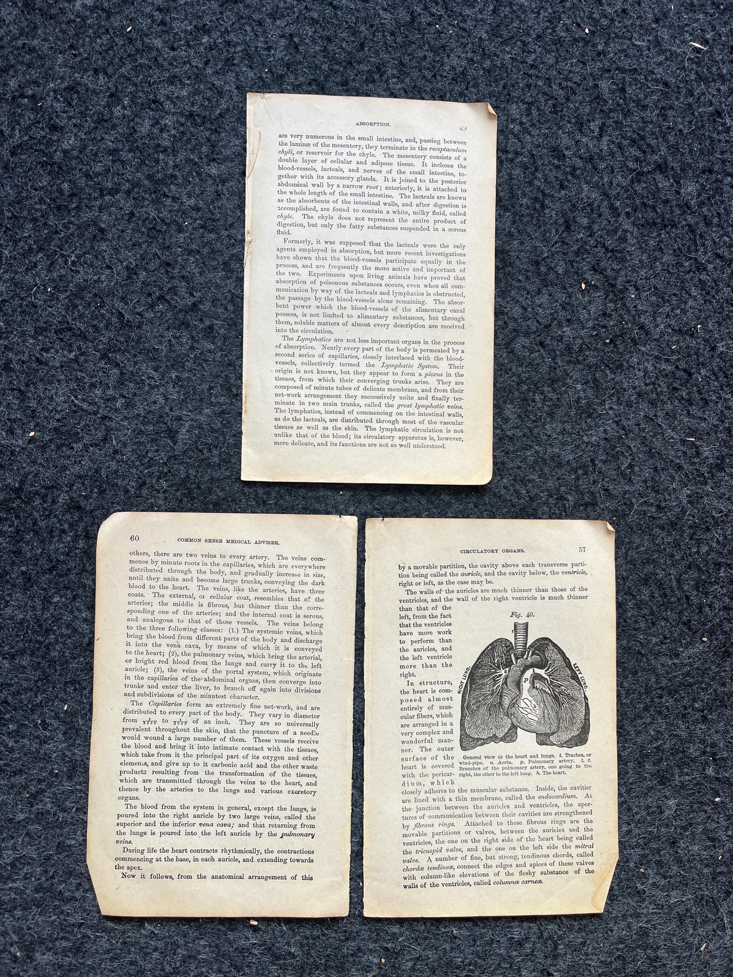 Original 1848 Anatomy Pages of Medical Art, Anatomy Physiology Gifts, Teachers Aid Biology, Morbid Gifts, Witch Decor Gifts, Human Body