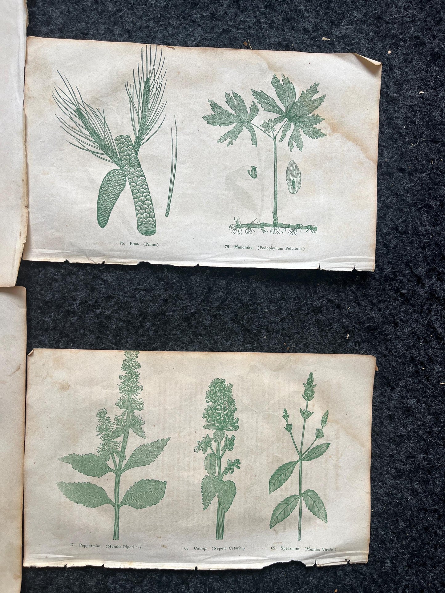 Original 1895 Botany Victorian Era Horticultural Gardening Pages, Plant Wall Decor, Gift for Her, Feminist Witch Gifts, Alternative Medicine
