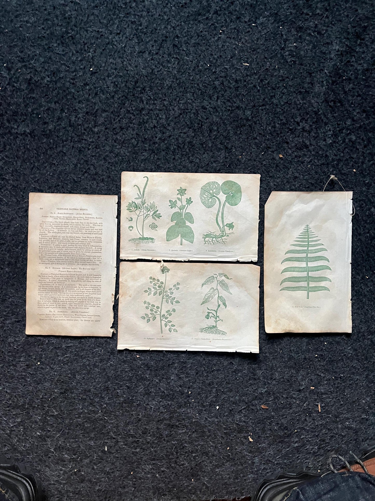 Original 1895 Botany Victorian Era Horticultural Gardening Pages, Plant Wall Decor, Gift for Her, Feminist Witch Gifts, Alternative Medicine