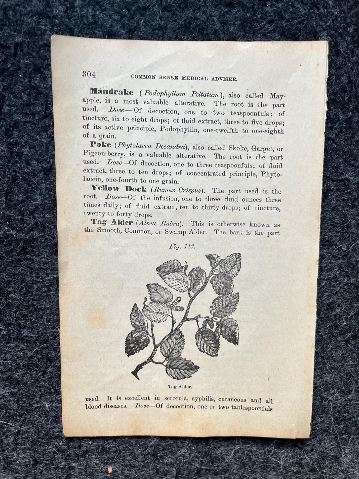 Original 1847 Botany Victorian Era Horticultural Gardening Pages, Plant Wall Decor, Gift for Her, Feminist Witch Gifts, Alternative Medicine