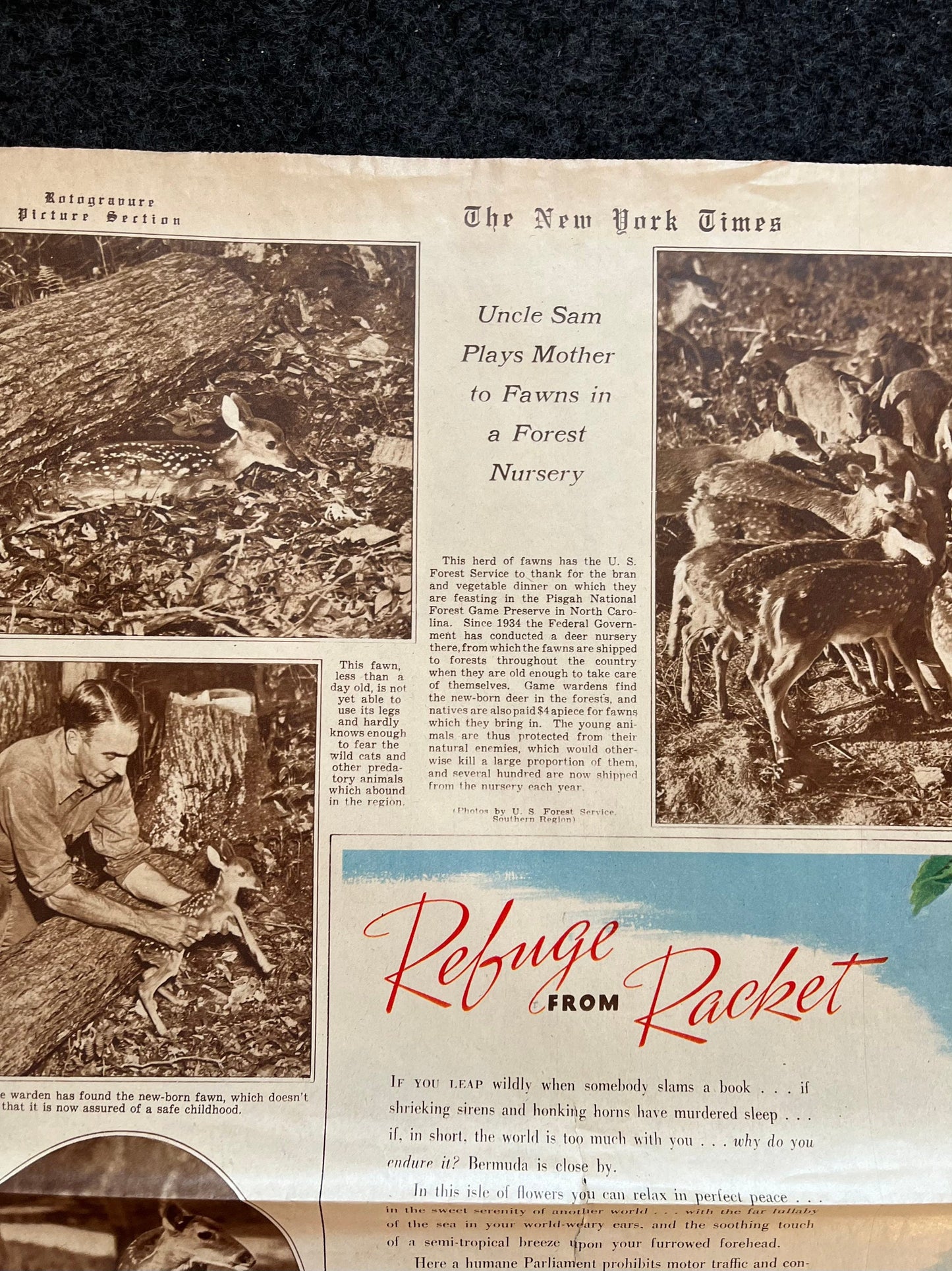 1938 New York Times - The HMS Queen Elizabeth Steamship - Worlds Largest Steamship - British Navy - Debutantes and Forestry Ecology