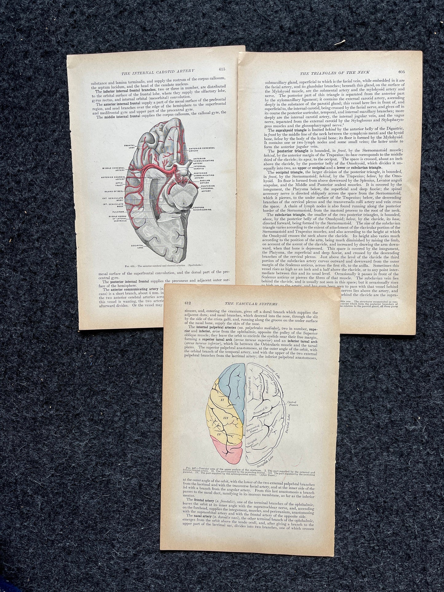 Original 1913 Anatomy Pages of Human Body, Anatomy Physiology Textbook Gifts, Teachers Aid Biology, Heart Brain Lung Art Wall Decoration