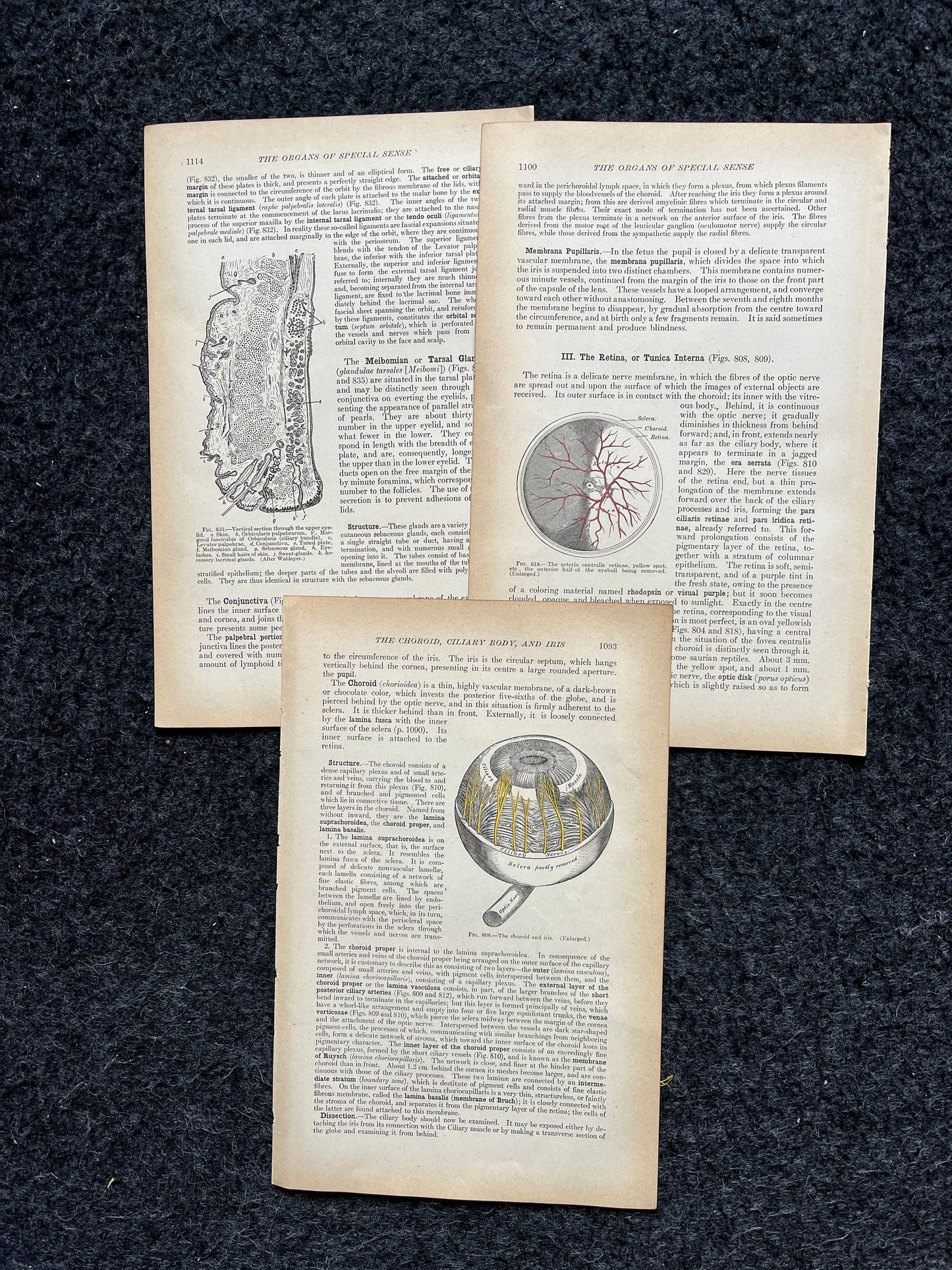 Original 1913 Anatomy Pages of Human Body, Anatomy Physiology Textbook Gifts, Teachers Aid Biology, Heart Brain Lung Art Wall Decoration