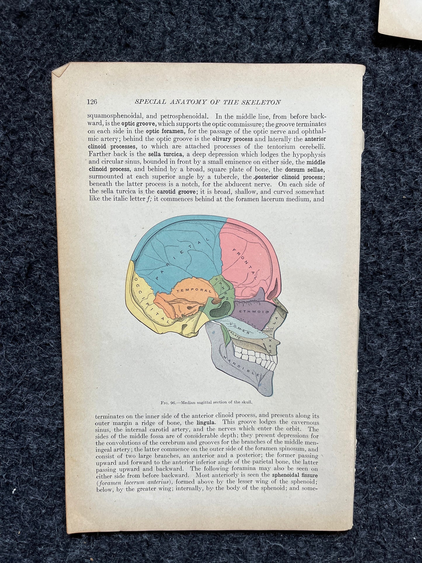 Original 1913 Anatomy Pages of Human Body, Anatomy Physiology Textbook Gifts, Teachers Aid Biology, Heart Brain Lung Art Wall Decoration
