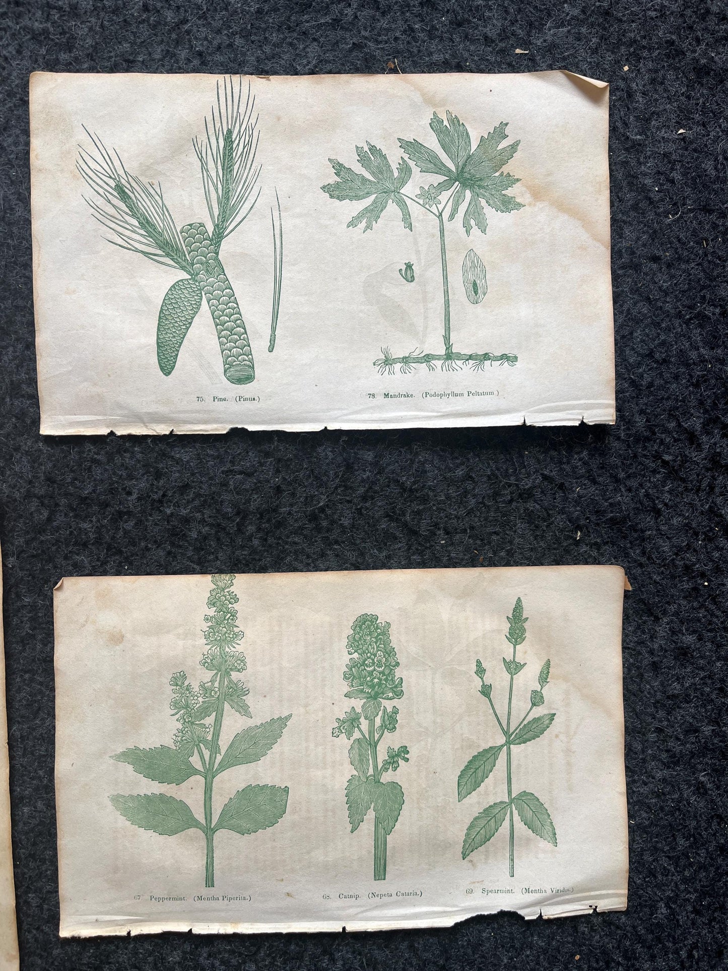 Original 1895 Botany Victorian Era Horticultural Gardening Pages, Plant Wall Decor, Gift for Her, Feminist Witch Gifts, Alternative Medicine