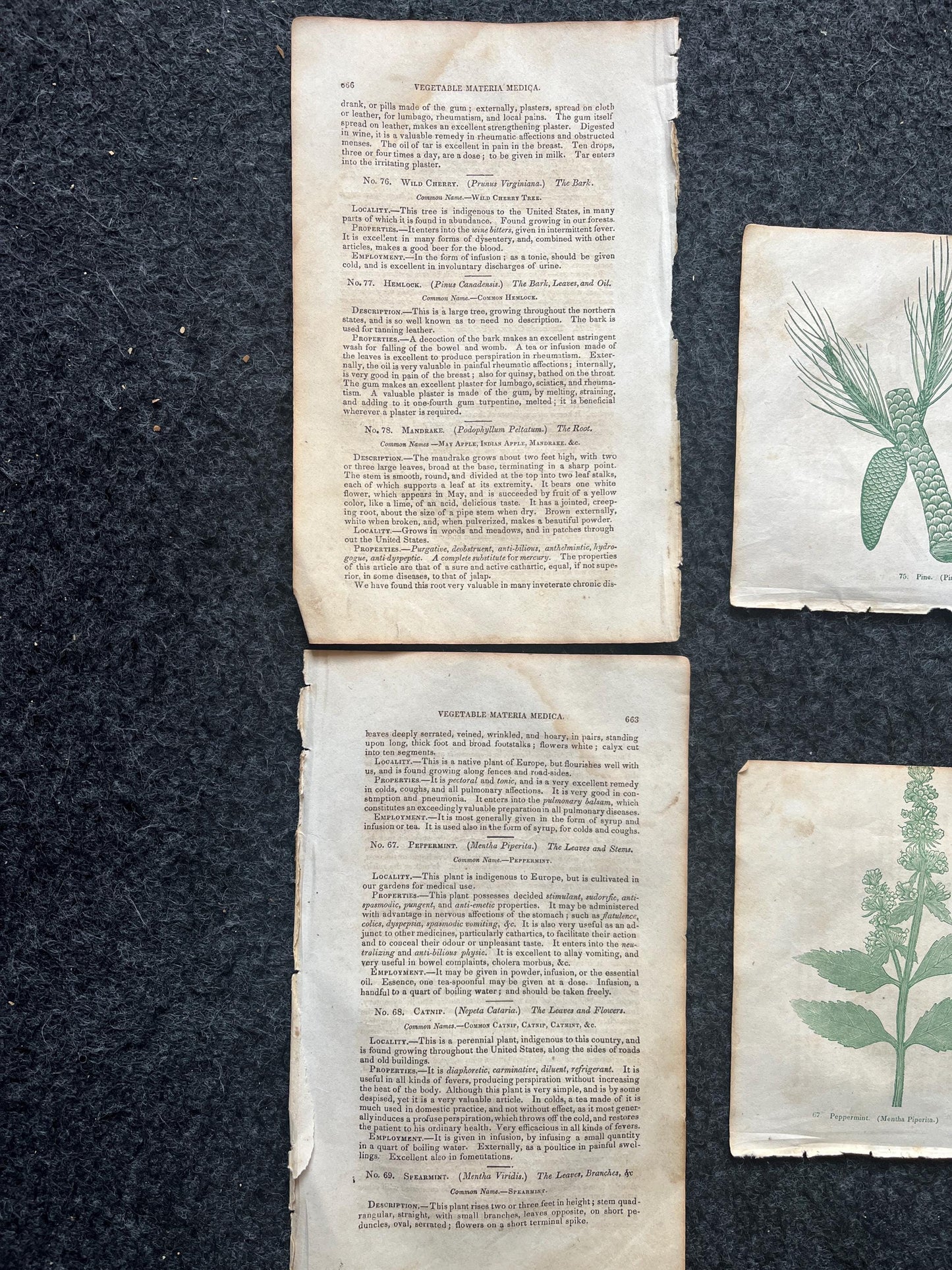 Original 1895 Botany Victorian Era Horticultural Gardening Pages, Plant Wall Decor, Gift for Her, Feminist Witch Gifts, Alternative Medicine