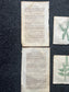 Original 1895 Botany Victorian Era Horticultural Gardening Pages, Plant Wall Decor, Gift for Her, Feminist Witch Gifts, Alternative Medicine