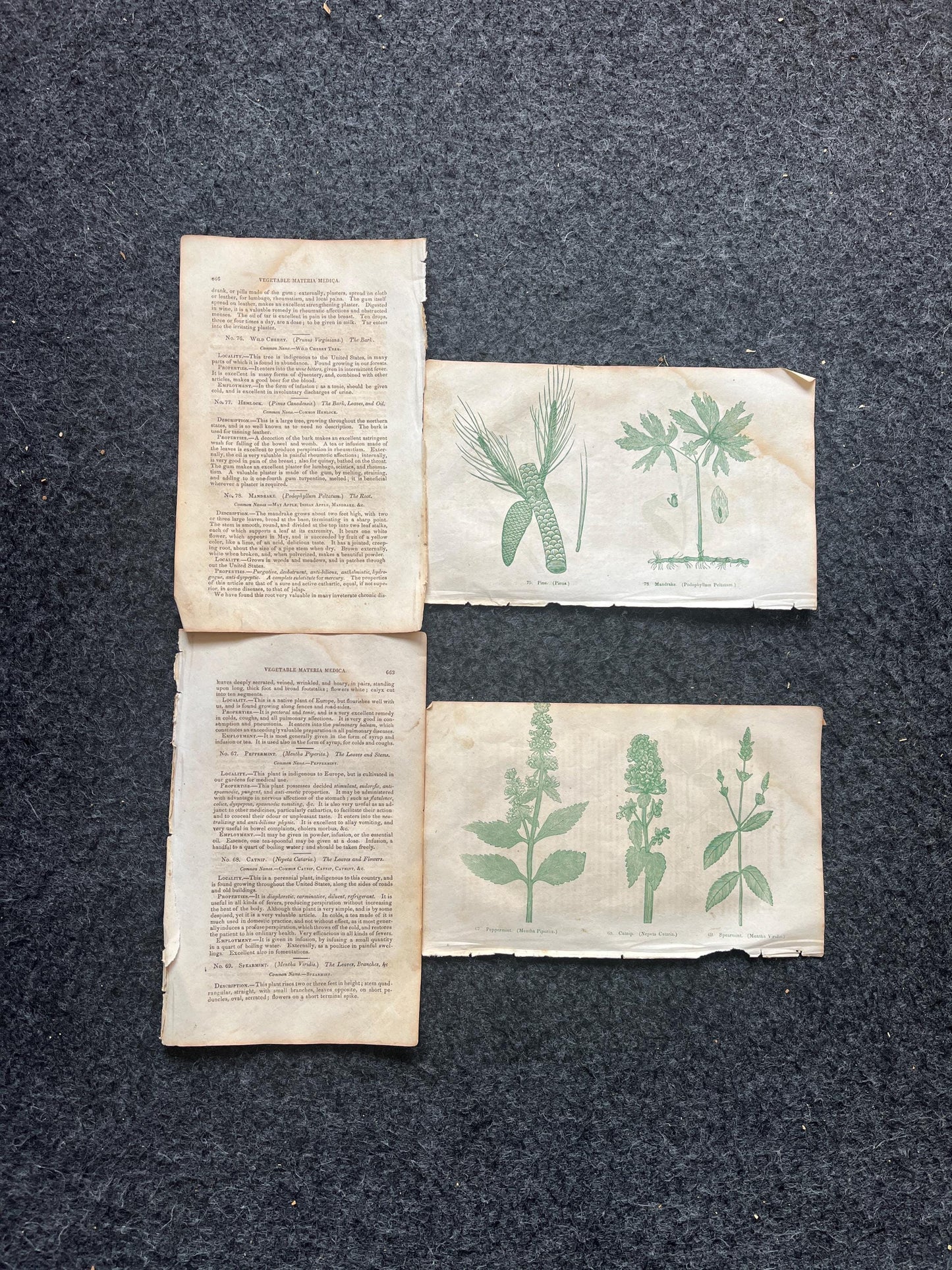 Original 1895 Botany Victorian Era Horticultural Gardening Pages, Plant Wall Decor, Gift for Her, Feminist Witch Gifts, Alternative Medicine