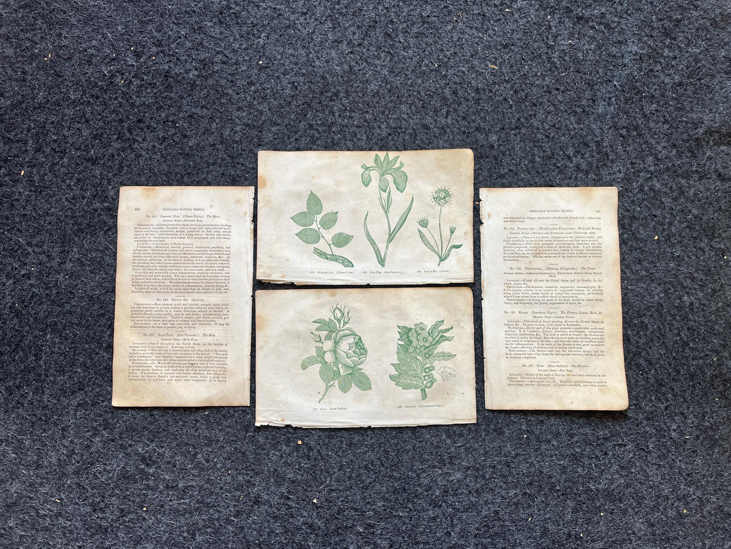 Original 1895 Botany Victorian Era Horticultural Gardening Pages, Plant Wall Decor, Gift for Her, Feminist Witch Gifts, Alternative Medicine