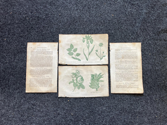 Original 1895 Botany Victorian Era Horticultural Gardening Pages, Plant Wall Decor, Gift for Her, Feminist Witch Gifts, Alternative Medicine