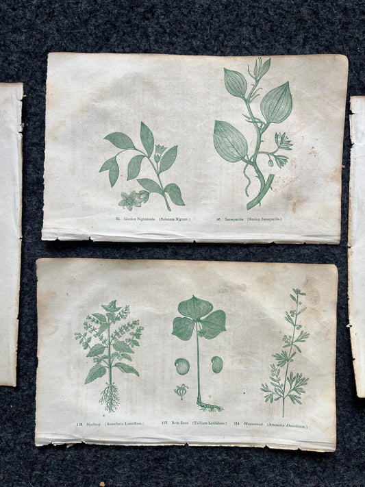 Original 1895 Botany Victorian Era Horticultural Gardening Pages, Plant Wall Decor, Gift for Her, Feminist Witch Gifts, Alternative Medicine