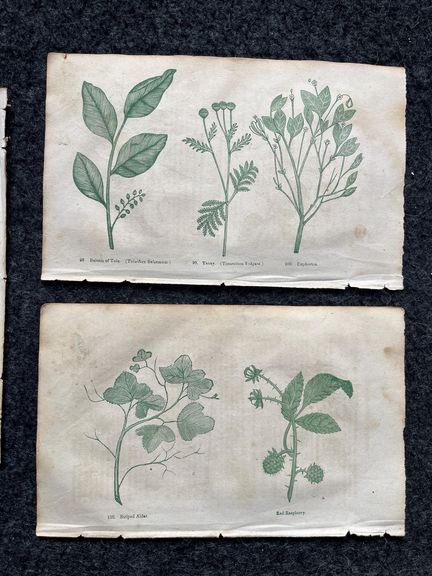 Original 1895 Botany Victorian Era Horticultural Gardening Pages, Plant Wall Decor, Gift for Her, Feminist Witch Gifts, Alternative Medicine