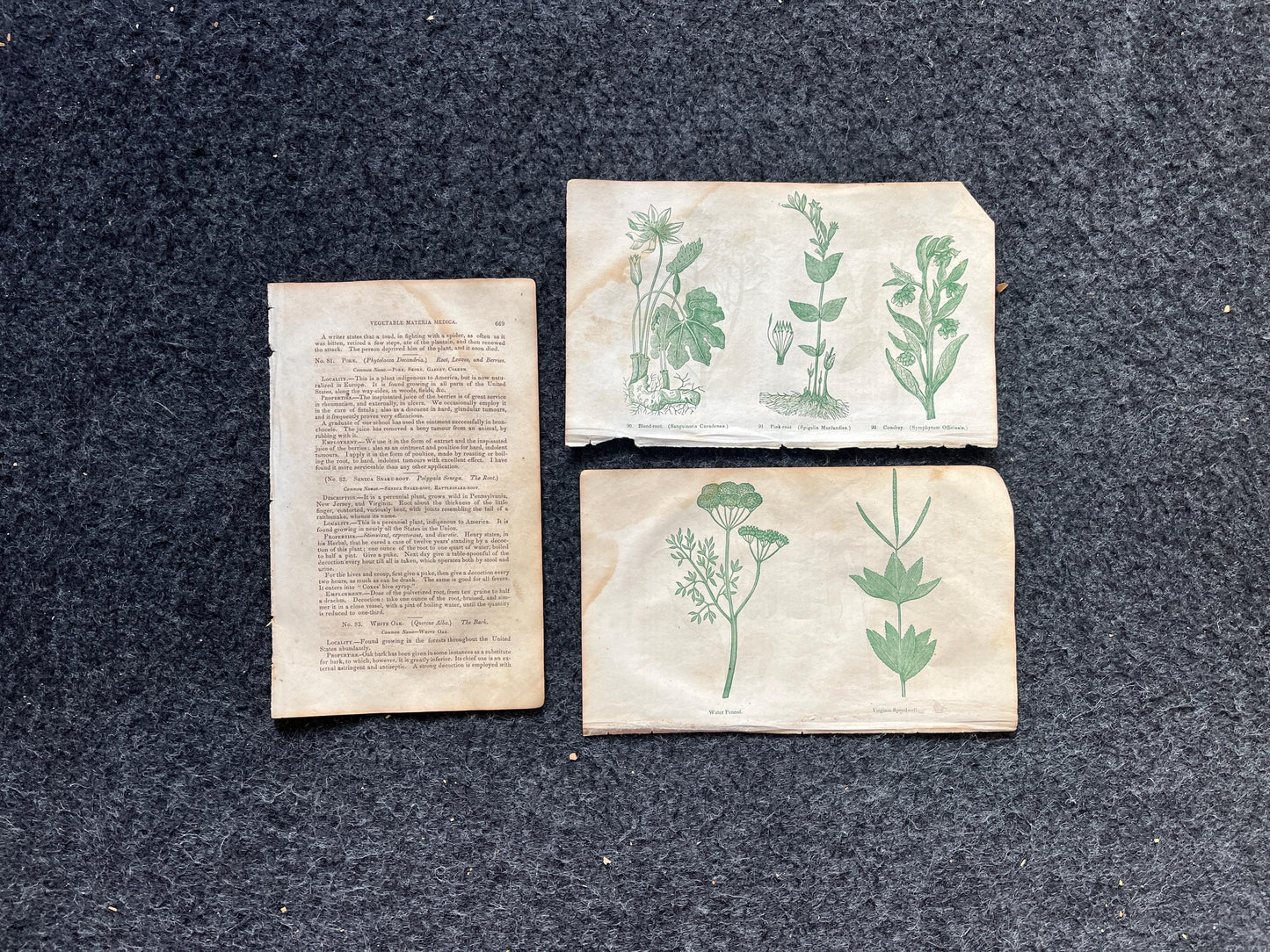 Original 1895 Botany Victorian Era Horticultural Gardening Pages, Plant Wall Decor, Gift for Her, Feminist Witch Gifts, Alternative Medicine