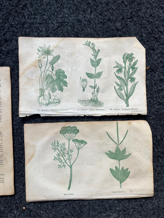 Original 1895 Botany Victorian Era Horticultural Gardening Pages, Plant Wall Decor, Gift for Her, Feminist Witch Gifts, Alternative Medicine