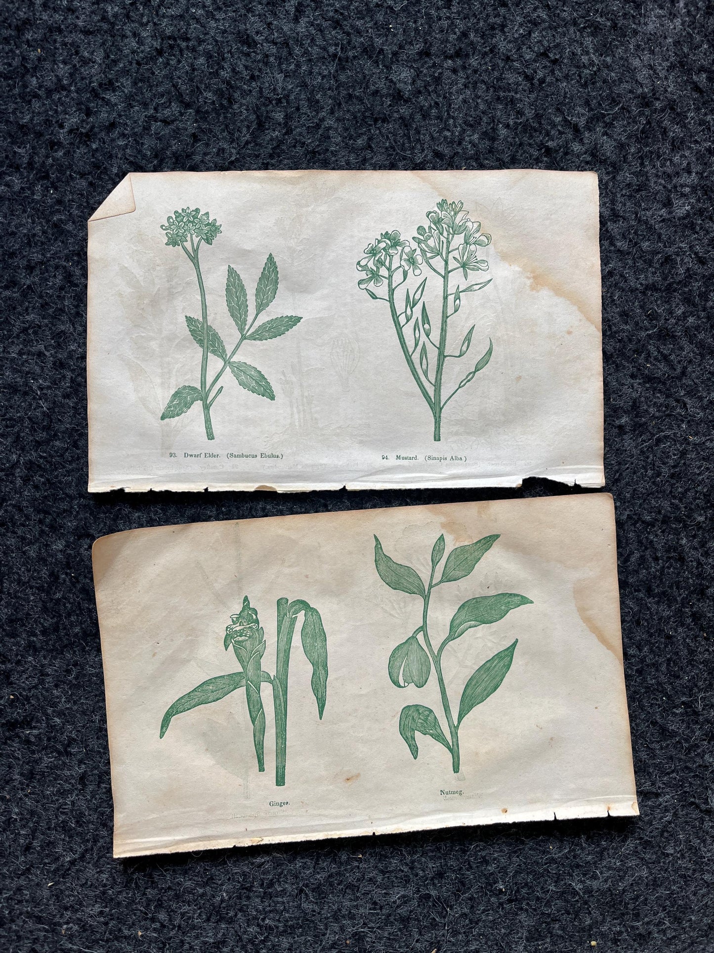 Original 1895 Botany Victorian Era Horticultural Gardening Pages, Plant Wall Decor, Gift for Her, Feminist Witch Gifts, Alternative Medicine