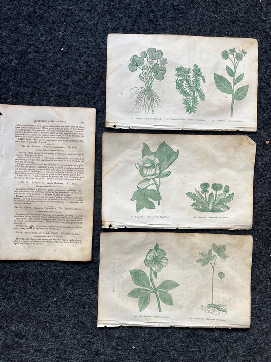 Original 1895 Botany Victorian Era Horticultural Gardening Pages, Plant Wall Decor, Gift for Her, Feminist Witch Gifts, Alternative Medicine