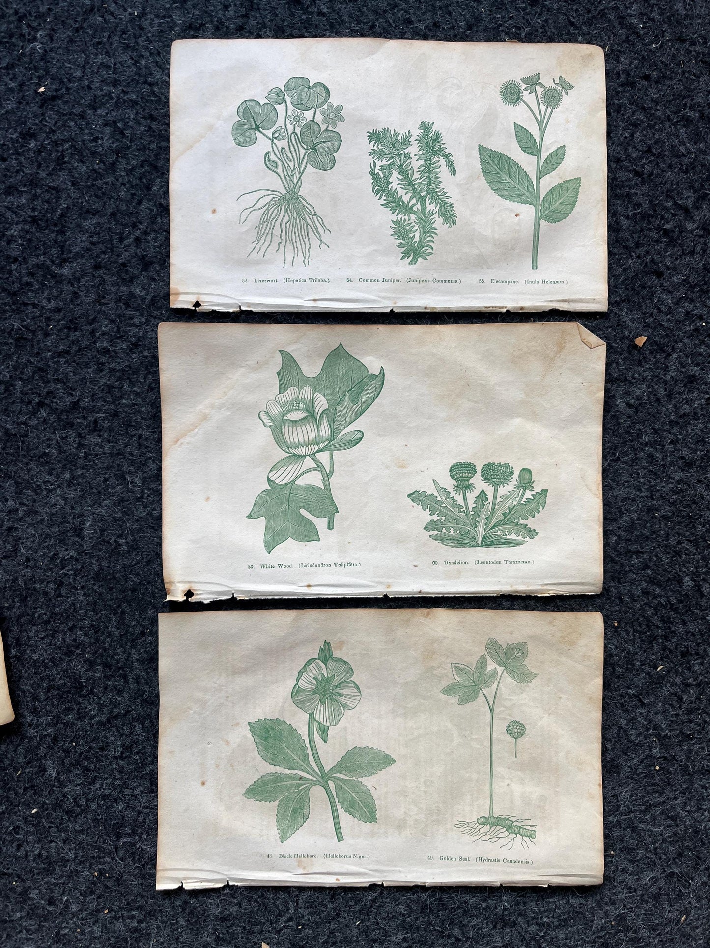 Original 1895 Botany Victorian Era Horticultural Gardening Pages, Plant Wall Decor, Gift for Her, Feminist Witch Gifts, Alternative Medicine