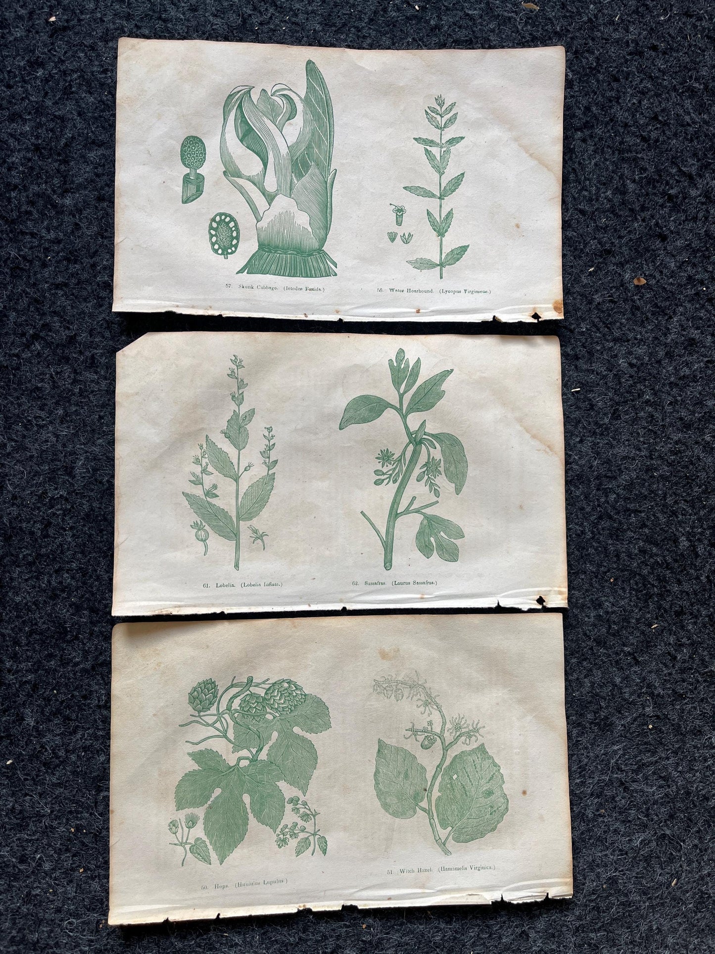 Original 1895 Botany Victorian Era Horticultural Gardening Pages, Plant Wall Decor, Gift for Her, Feminist Witch Gifts, Alternative Medicine
