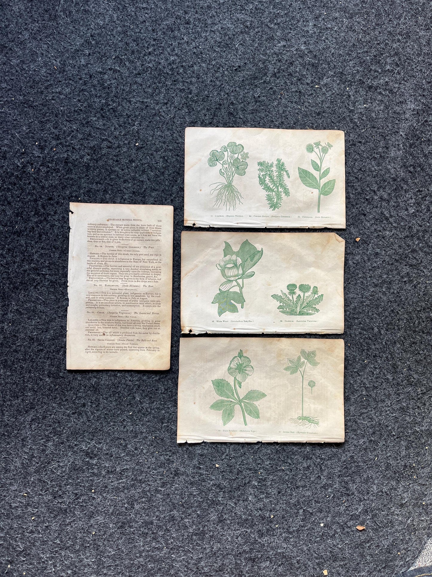 Original 1895 Botany Victorian Era Horticultural Gardening Pages, Plant Wall Decor, Gift for Her, Feminist Witch Gifts, Alternative Medicine