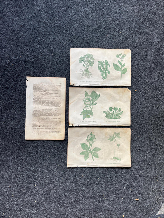 Original 1895 Botany Victorian Era Horticultural Gardening Pages, Plant Wall Decor, Gift for Her, Feminist Witch Gifts, Alternative Medicine