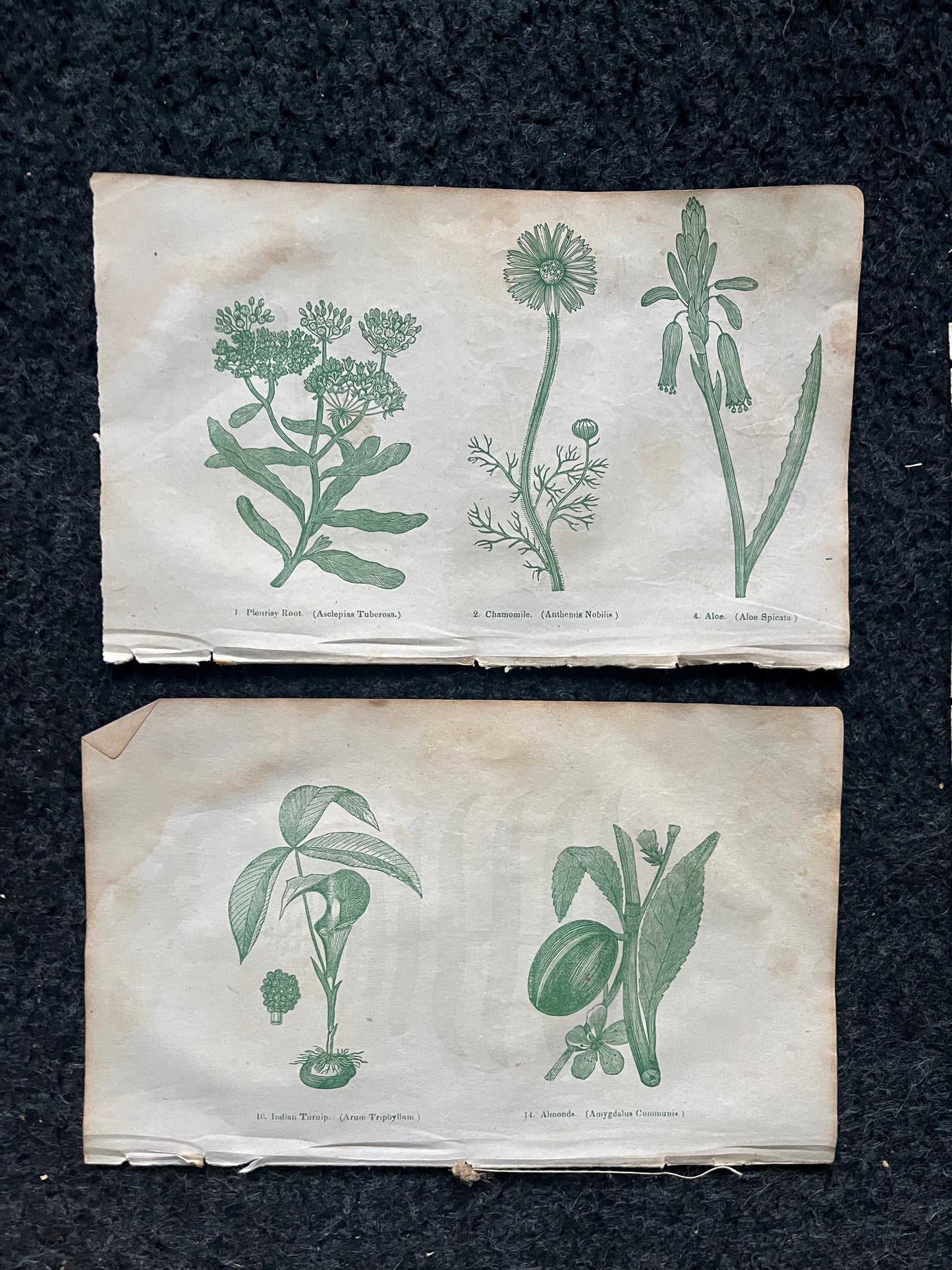 Original 1895 Botany Victorian Era Horticultural Gardening Pages, Plant Wall Decor, Gift for Her, Feminist Witch Gifts, Alternative Medicine