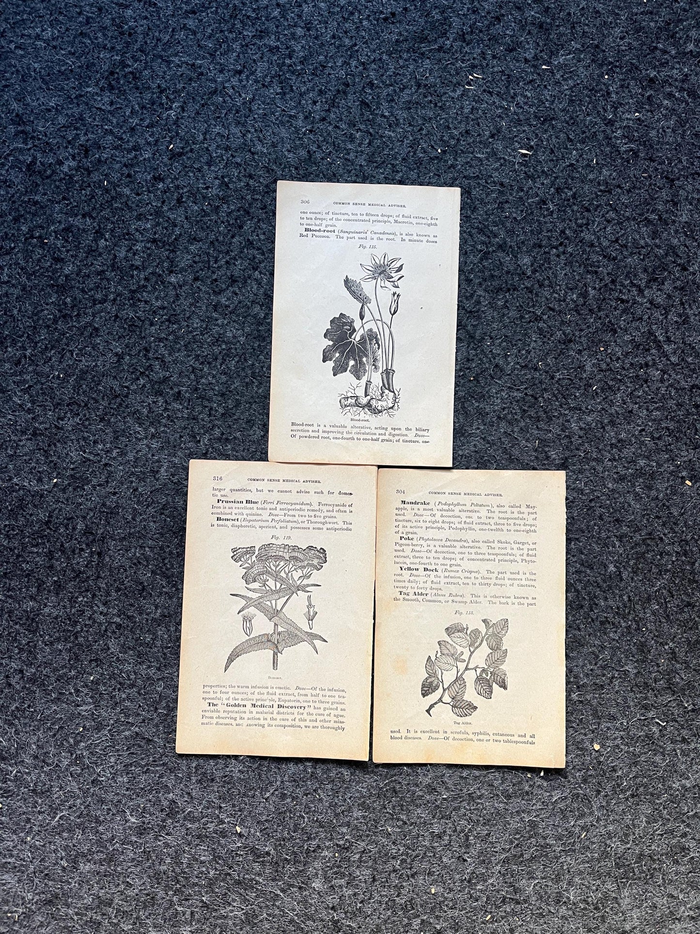 Original 1847 Botany Victorian Era Horticultural Gardening Pages, Plant Wall Decor, Gift for Her, Feminist Witch Gifts, Alternative Medicine