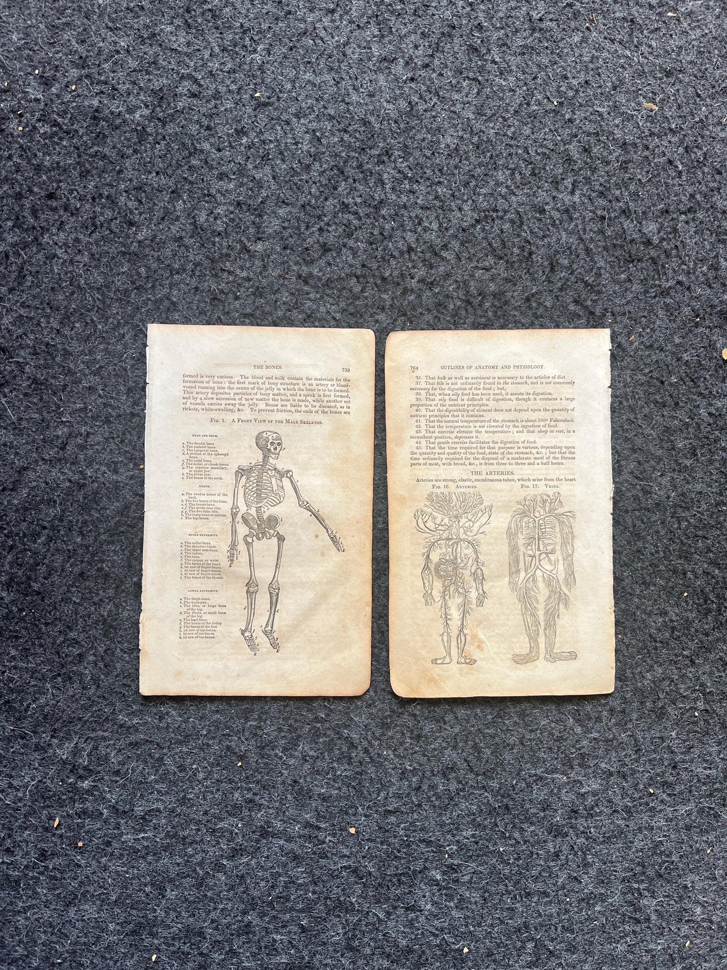 Original 1848 Anatomy Pages of the Human Body, Anatomy Physiology Gifts, Teachers Aid Biology, Morbid Gifts, Witch Decor Gifts, Human Body
