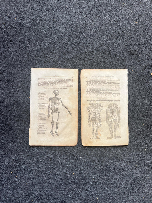 Original 1848 Anatomy Pages of the Human Body, Anatomy Physiology Gifts, Teachers Aid Biology, Morbid Gifts, Witch Decor Gifts, Human Body