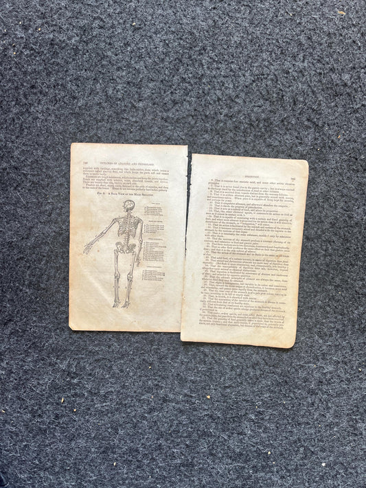 Original 1848 Anatomy Pages of the Human Body, Anatomy Physiology Gifts, Teachers Aid Biology, Morbid Gifts, Witch Decor Gifts, Human Body