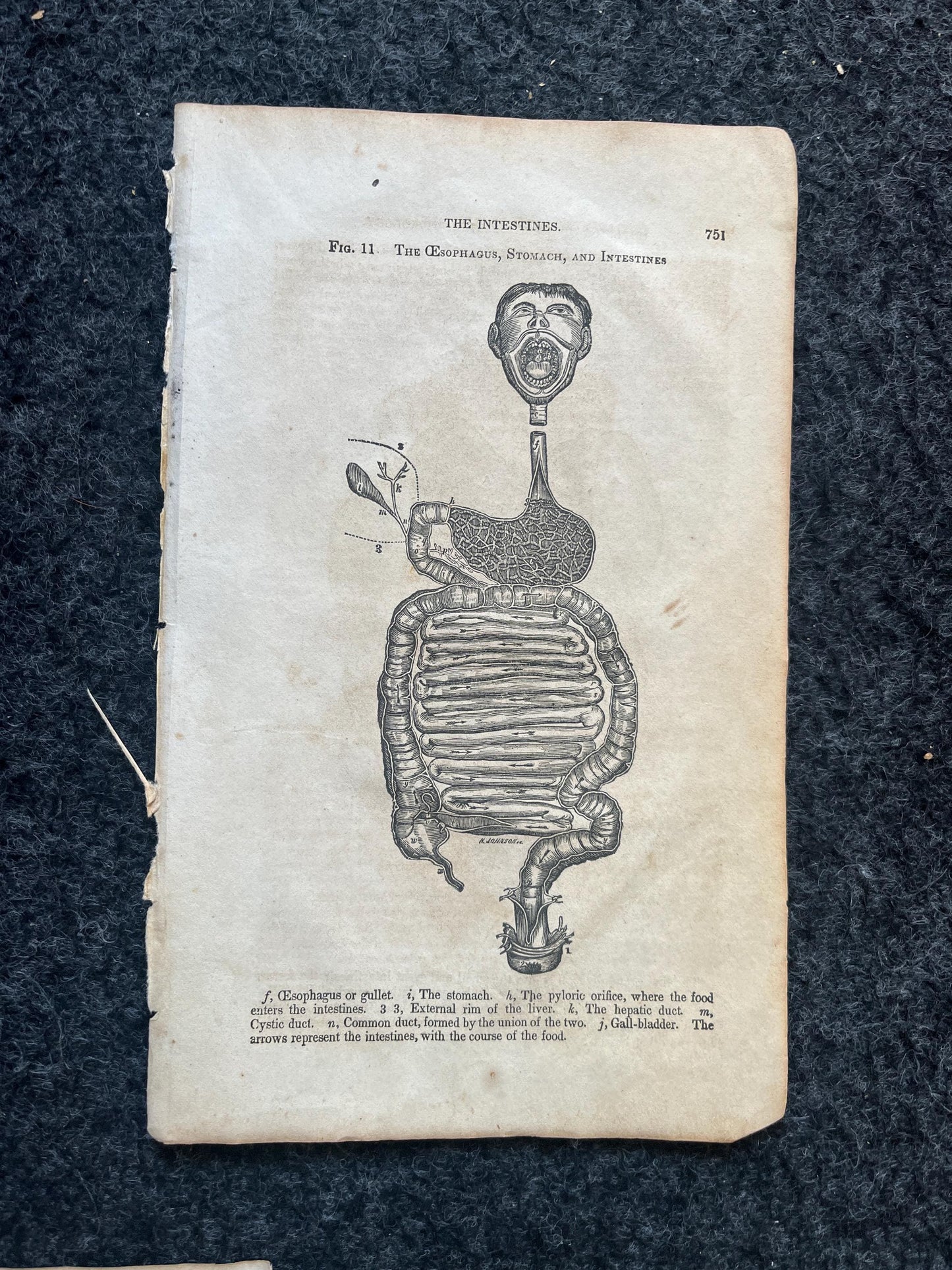 Original 1848 Anatomy Pages of the Human Body, Anatomy Physiology Gifts, Teachers Aid Biology, Morbid Gifts, Witch Decor Gifts, Human Body
