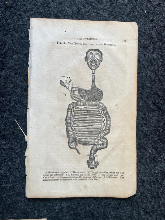 Original 1848 Anatomy Pages of the Human Body, Anatomy Physiology Gifts, Teachers Aid Biology, Morbid Gifts, Witch Decor Gifts, Human Body
