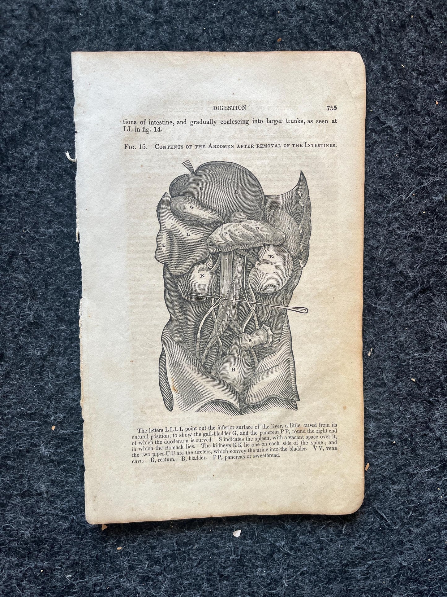 Original 1848 Anatomy Pages of the Human Body, Anatomy Physiology Gifts, Teachers Aid Biology, Morbid Gifts, Witch Decor Gifts, Human Body