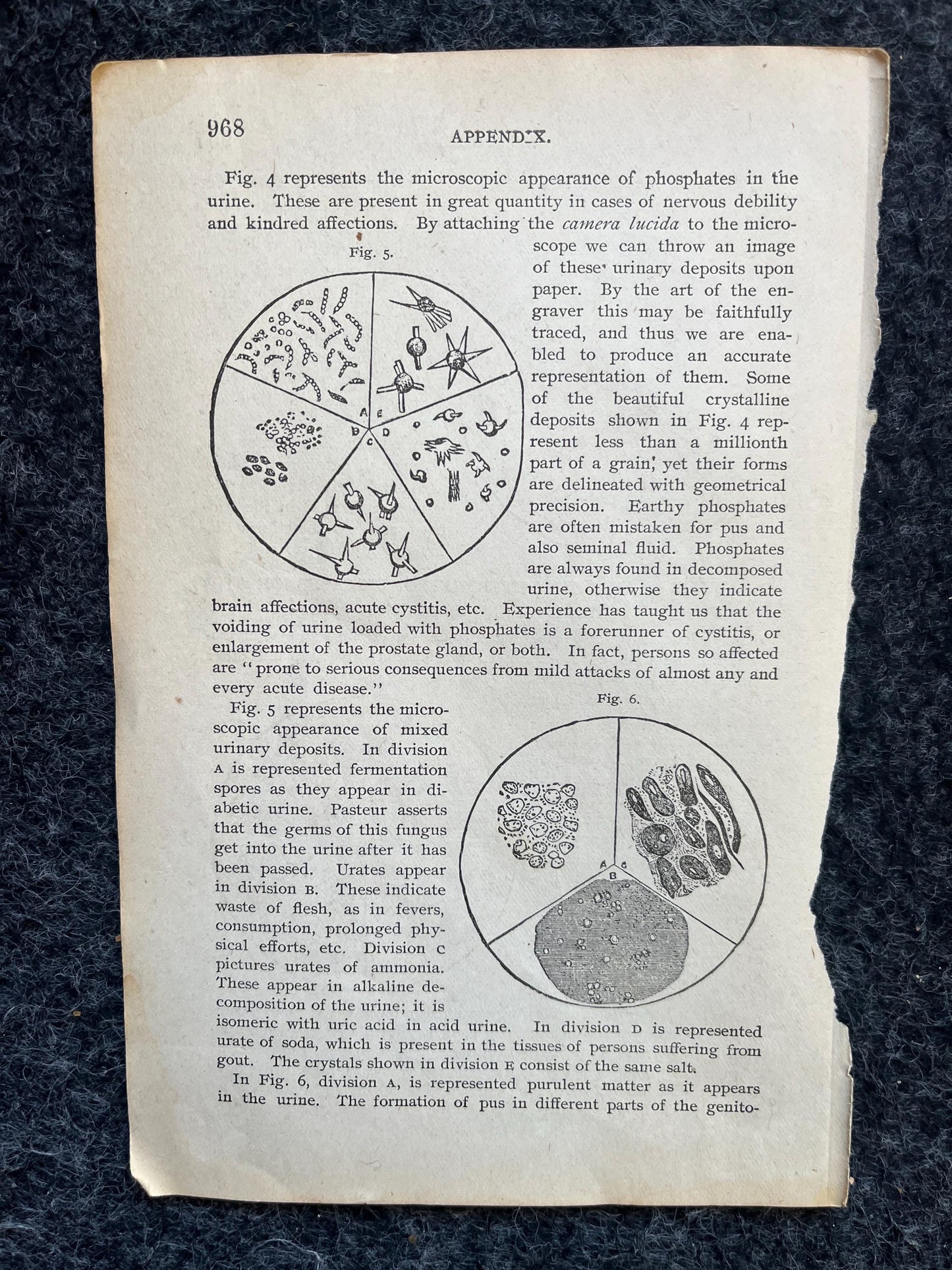 Original 1848 Anatomy Pages of the Human Body, Anatomy Physiology Gifts, Teachers Aid Biology, Morbid Gifts, Witch Decor Gifts, Human Body