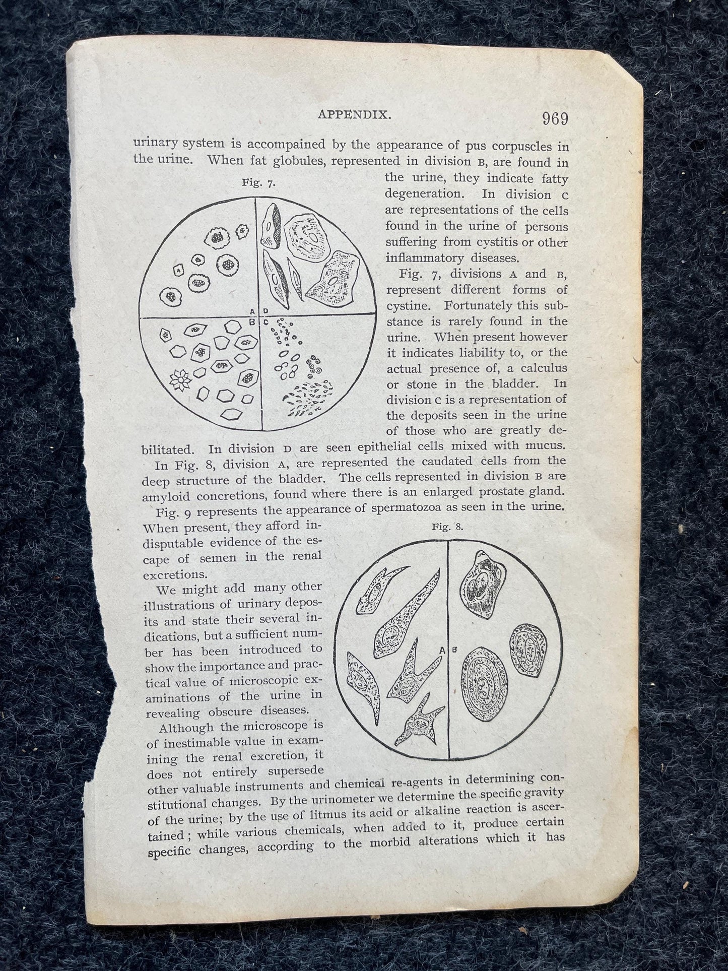 Original 1848 Anatomy Pages of the Human Body, Anatomy Physiology Gifts, Teachers Aid Biology, Morbid Gifts, Witch Decor Gifts, Human Body