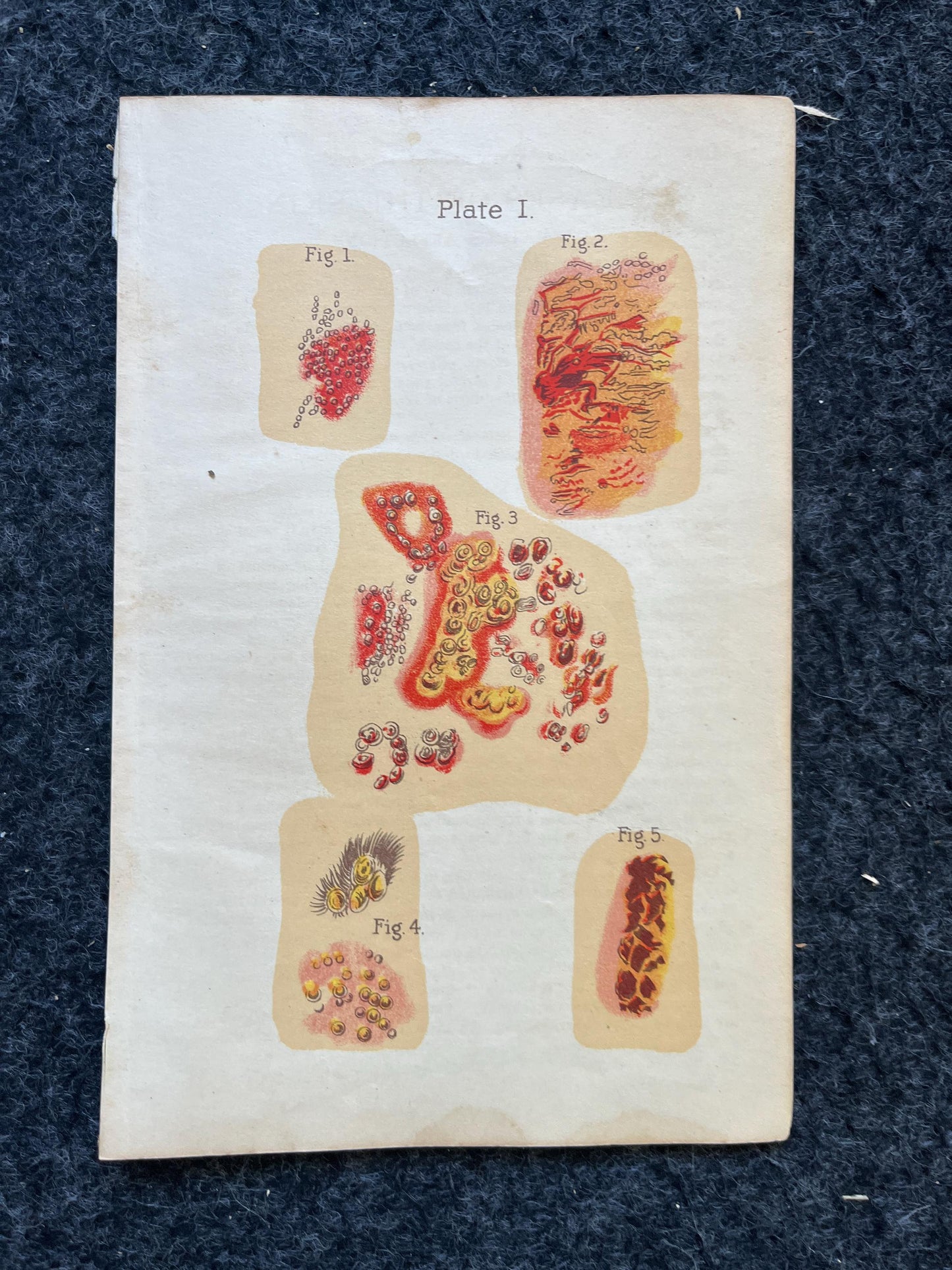 Original 1848 Anatomy Pages of Medical Art, Anatomy Physiology Gifts, Teachers Aid Biology, Morbid Gifts, Witch Decor Gifts, Human Body