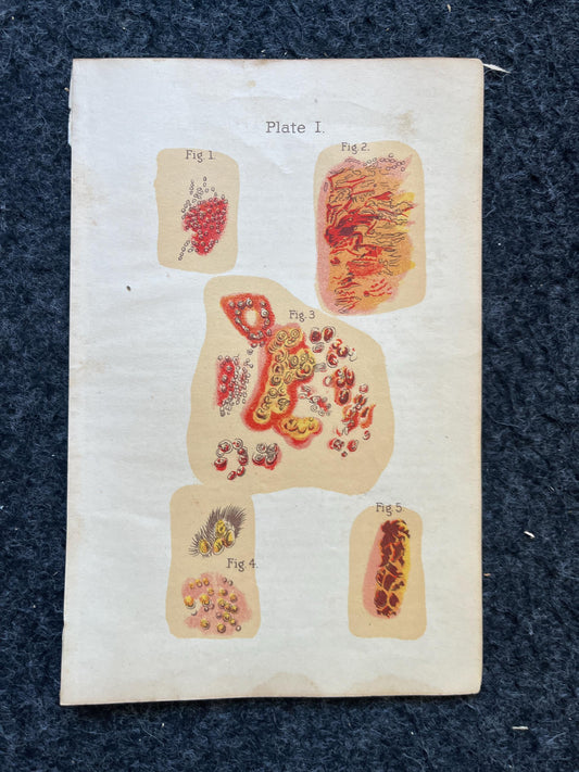 Original 1848 Anatomy Pages of Medical Art, Anatomy Physiology Gifts, Teachers Aid Biology, Morbid Gifts, Witch Decor Gifts, Human Body