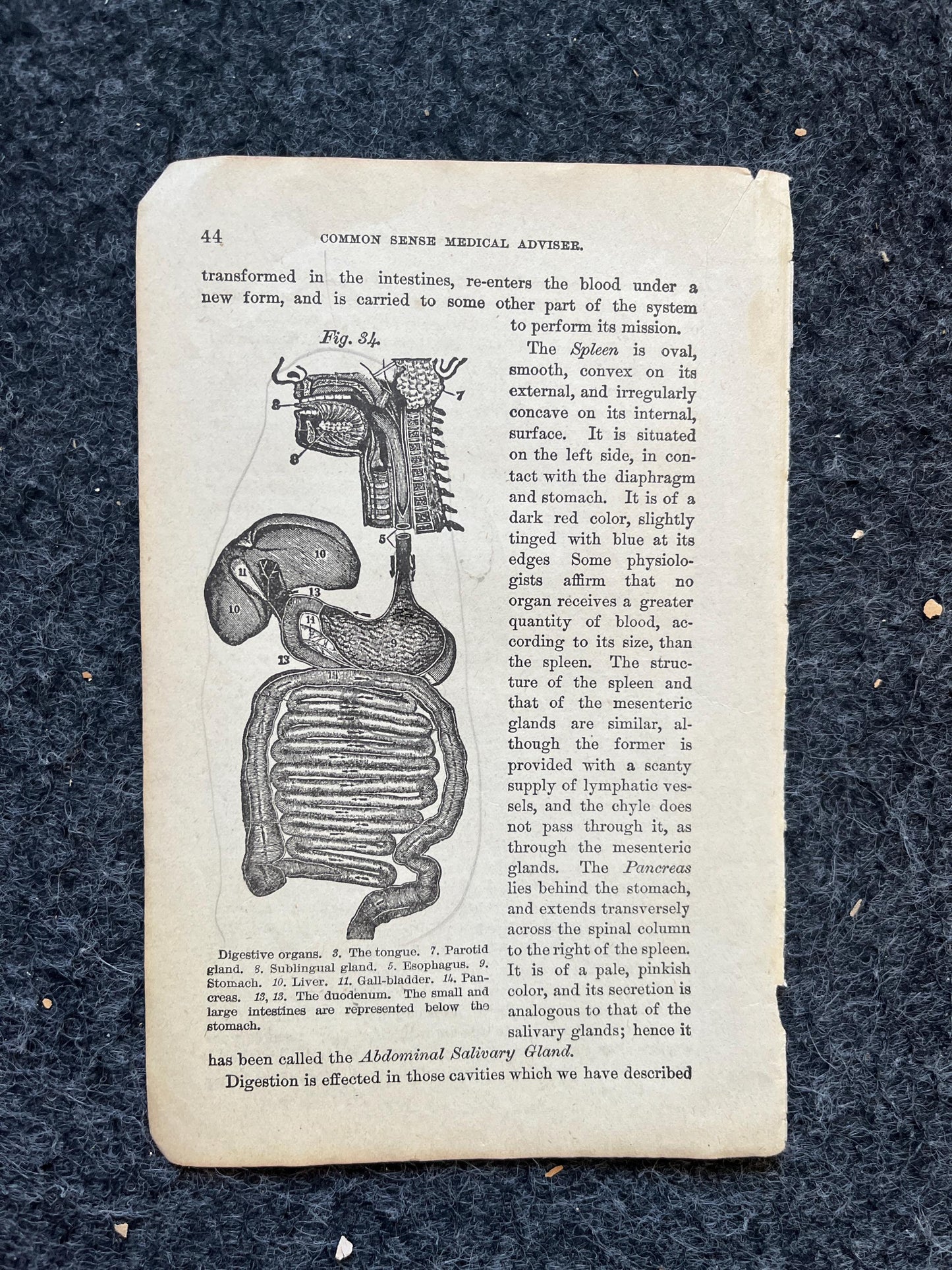 Original 1848 Anatomy Pages of Medical Art, Anatomy Physiology Gifts, Teachers Aid Biology, Morbid Gifts, Witch Decor Gifts, Human Body