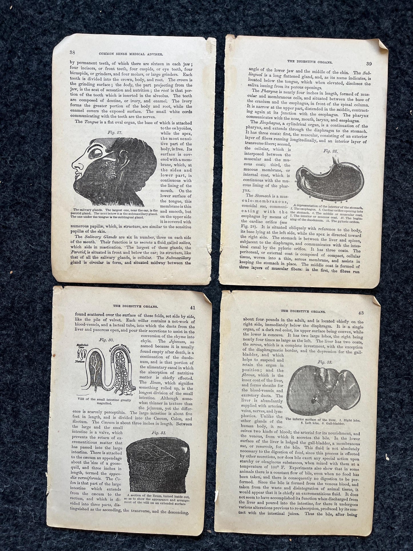 Original 1848 Anatomy Pages of Medical Art, Anatomy Physiology Gifts, Teachers Aid Biology, Morbid Gifts, Witch Decor Gifts, Human Body