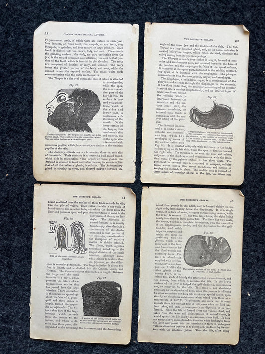 Original 1848 Anatomy Pages of Medical Art, Anatomy Physiology Gifts, Teachers Aid Biology, Morbid Gifts, Witch Decor Gifts, Human Body