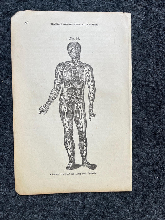 Original 1848 Anatomy Pages of Medical Art, Anatomy Physiology Gifts, Teachers Aid Biology, Morbid Gifts, Witch Decor Gifts, Human Body