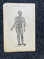 Original 1848 Anatomy Pages of Medical Art, Anatomy Physiology Gifts, Teachers Aid Biology, Morbid Gifts, Witch Decor Gifts, Human Body