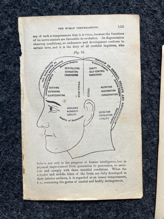 Original 1848 Anatomy Pages of Medical Art, Anatomy Physiology Gifts, Teachers Aid Biology, Morbid Gifts, Witch Decor Gifts, Human Body