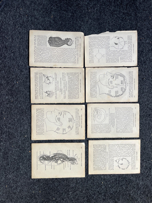 Original 1848 Anatomy Pages of Medical Art, Anatomy Physiology Gifts, Teachers Aid Biology, Morbid Gifts, Witch Decor Gifts, Human Body