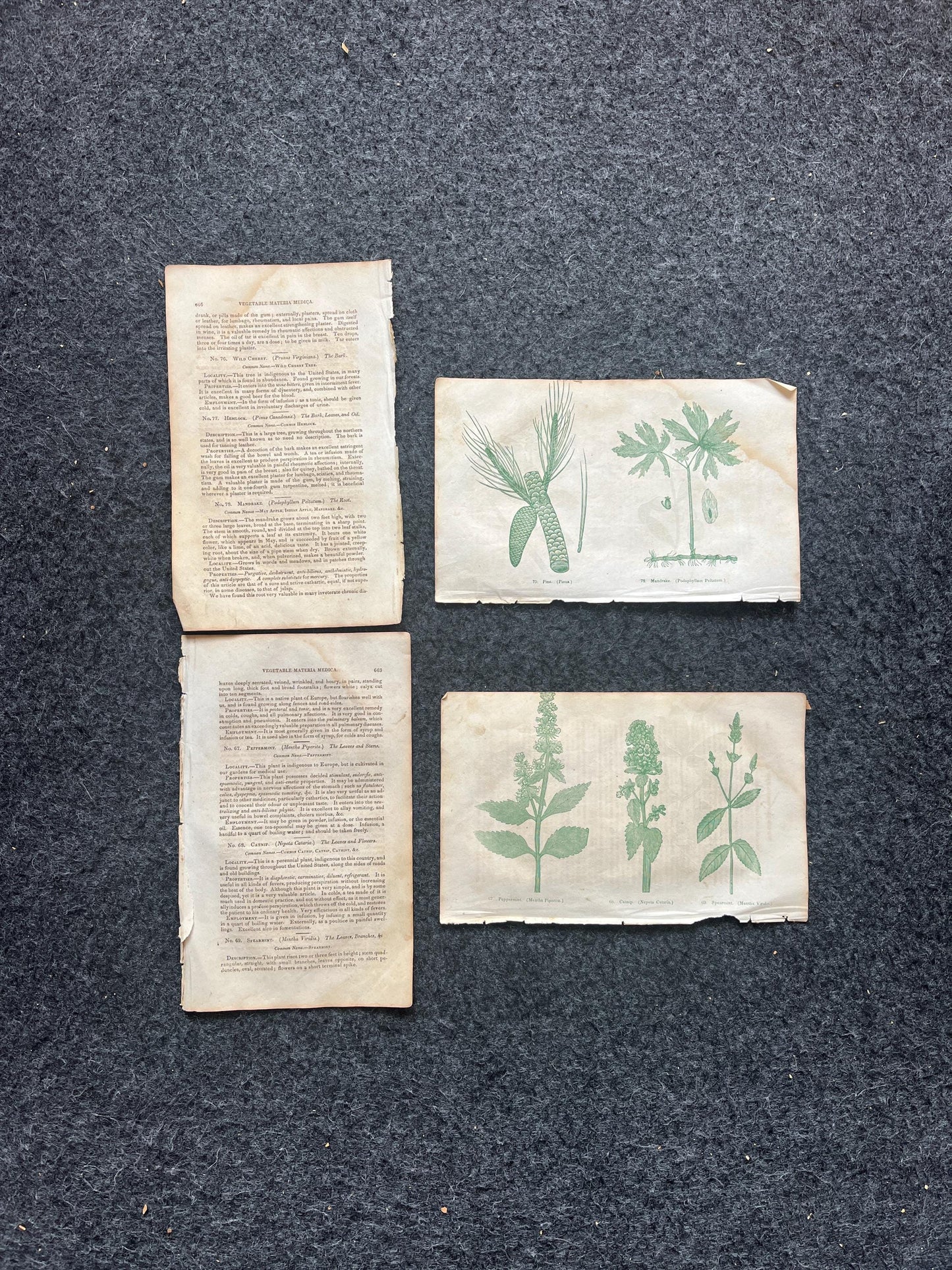 Original 1895 Botany Victorian Era Horticultural Gardening Pages, Plant Wall Decor, Gift for Her, Feminist Witch Gifts, Alternative Medicine