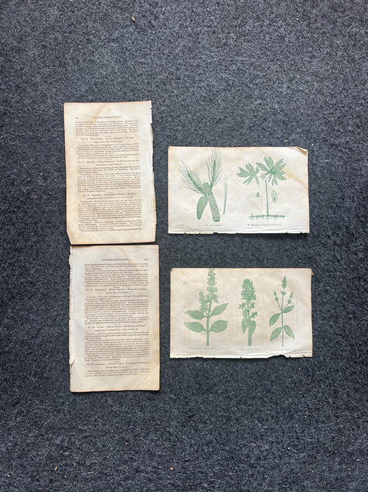 Original 1895 Botany Victorian Era Horticultural Gardening Pages, Plant Wall Decor, Gift for Her, Feminist Witch Gifts, Alternative Medicine