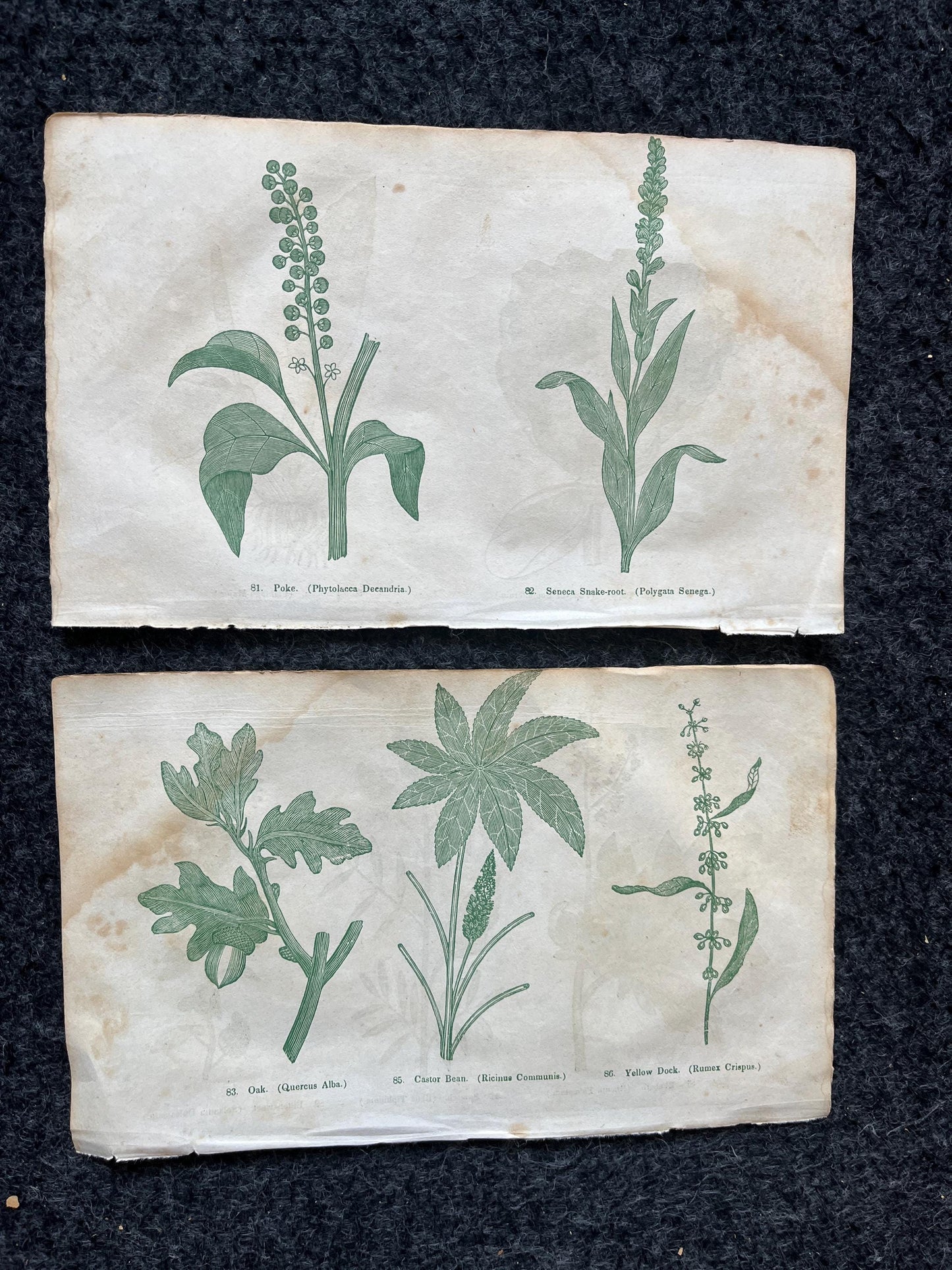 Original 1895 Botany Victorian Era Horticultural Gardening Pages, Plant Wall Decor, Gift for Her, Feminist Witch Gifts, Alternative Medicine