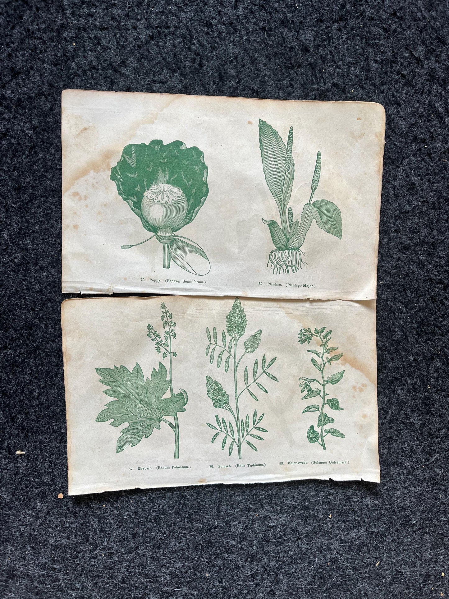 Original 1895 Botany Victorian Era Horticultural Gardening Pages, Plant Wall Decor, Gift for Her, Feminist Witch Gifts, Alternative Medicine