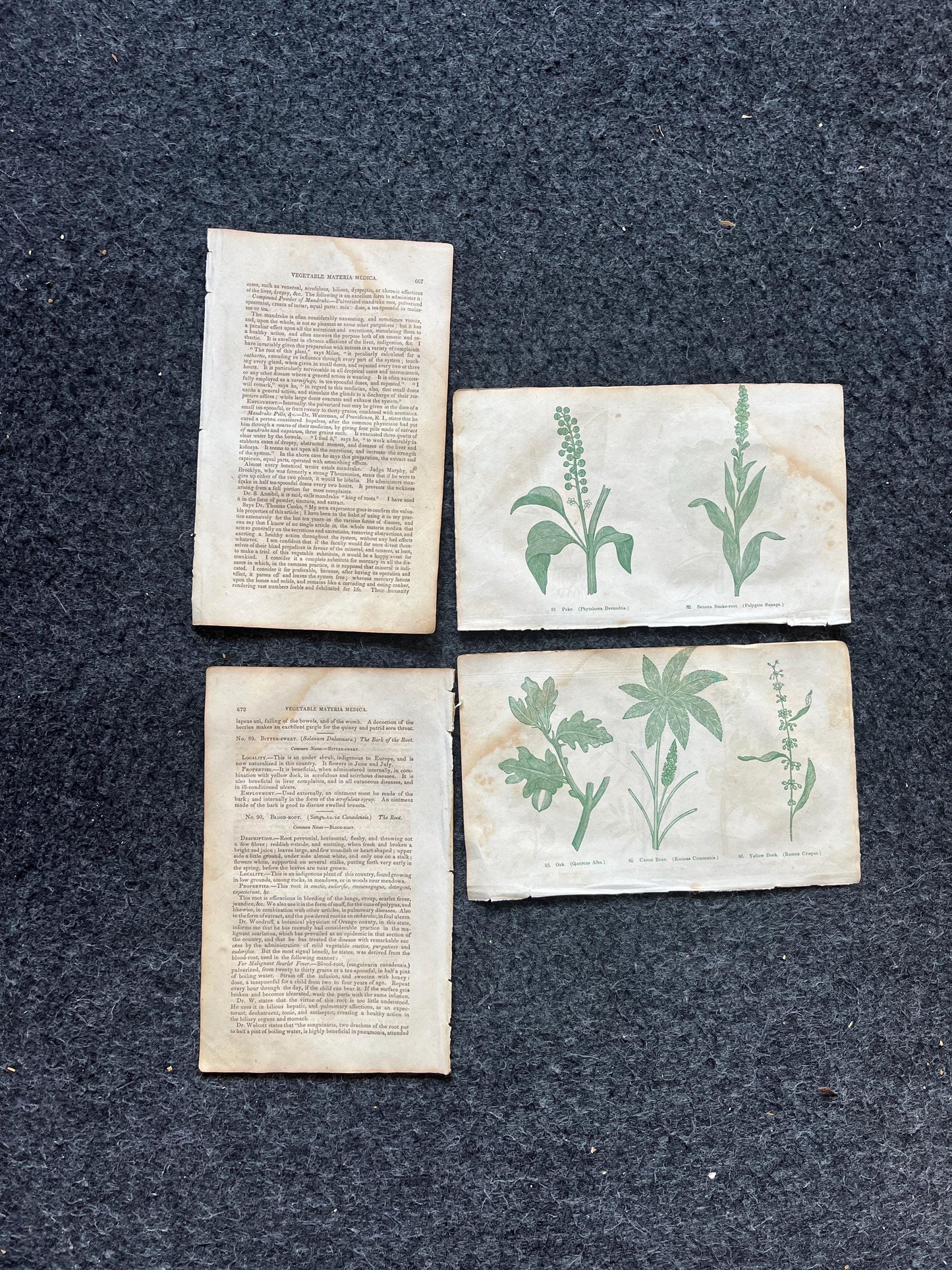 Original 1895 Botany Victorian Era Horticultural Gardening Pages, Plant Wall Decor, Gift for Her, Feminist Witch Gifts, Alternative Medicine